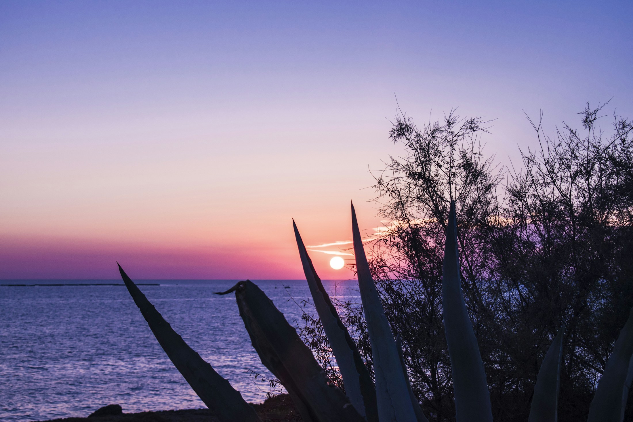 Il sole si posa sul mare, tra luce calda e vegetazione in primo piano. Foto di Luca su Unsplash.